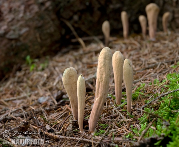 Strap-Shaped Coral Mushroom (Clavariadelphus ligula)