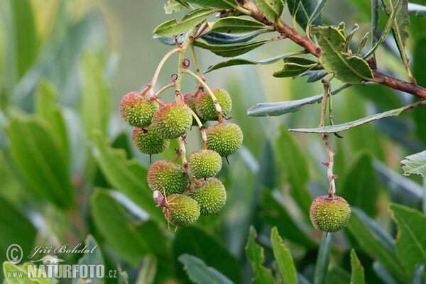 Strawberry Tree (Arbutus unedo)