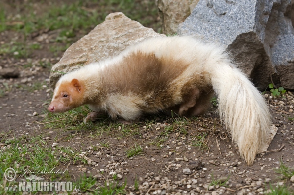 Striped Skunk (Mephitis mephitis)