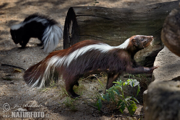 Striped Skunk (Mephitis mephitis)