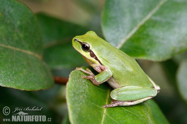 Stripeless Tree Frog (Hyla meridionalis)