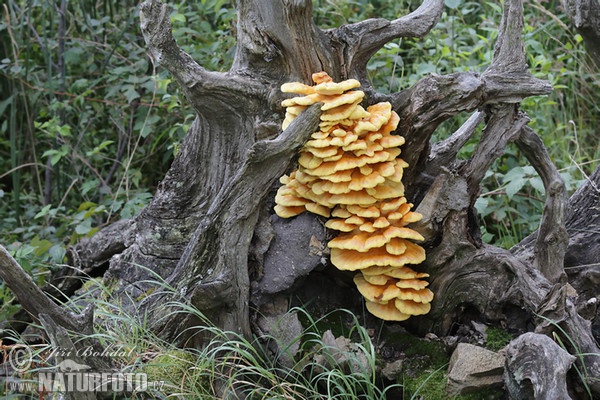 Sulphur Polypore Mushroom (Laetiporus sulphureus)