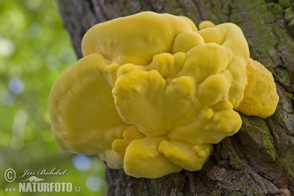 Sulphur Polypore Mushroom (Laetiporus sulphureus)