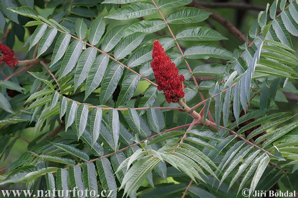 Sumac vinaigrier