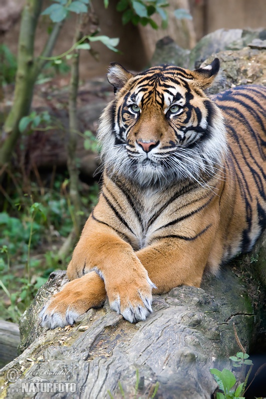 Sumatraanse tijger