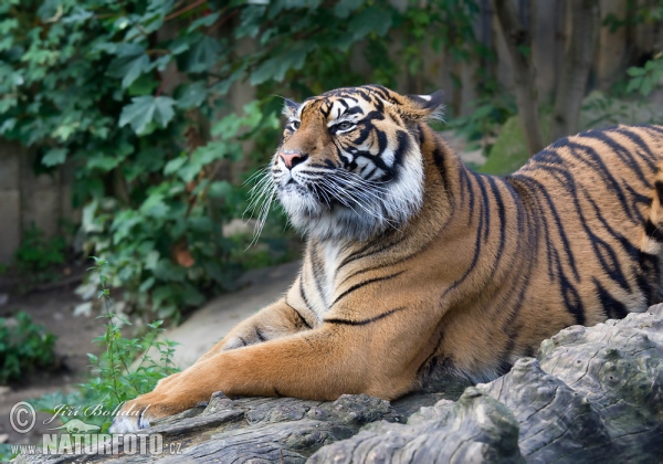 Sumatran Tiger (Panthera tigris sumatrae)