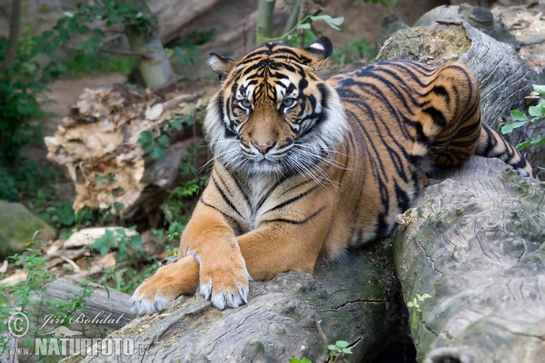 Sumatran Tiger (Panthera tigris sumatrae)