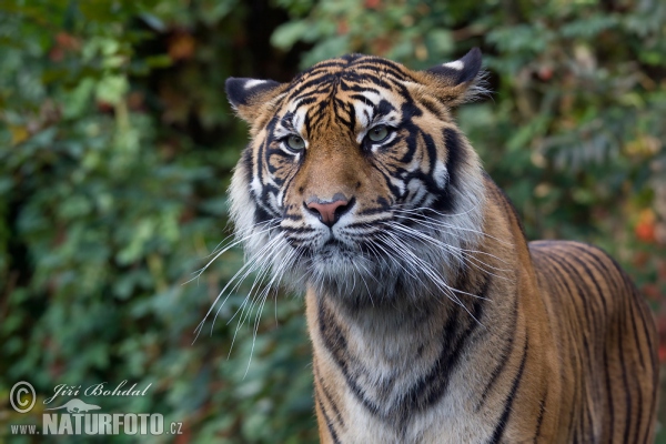 Sumatran Tiger (Panthera tigris sumatrae)