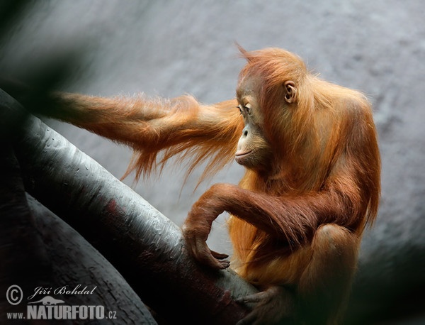 Sumatros orangutanas