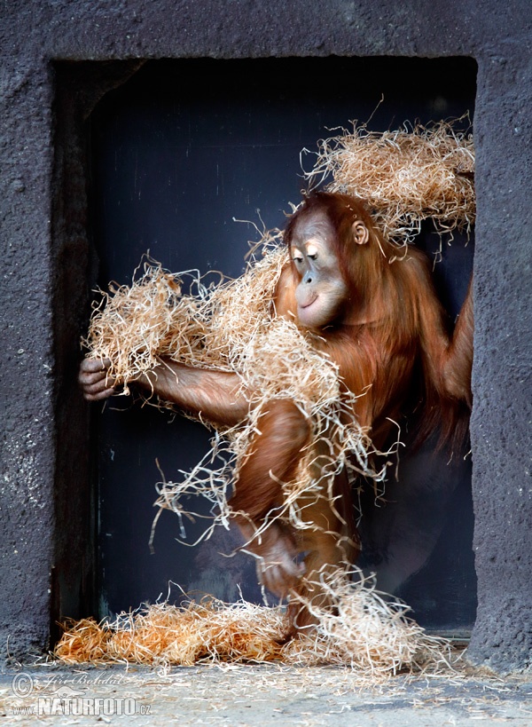 Sumatros orangutanas