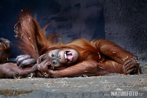 Sumatros orangutanas