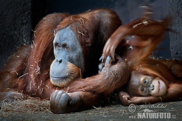 Sumatros orangutanas