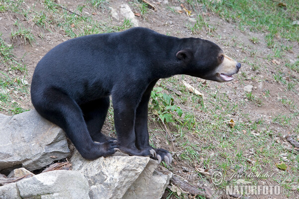 Sun Bear (Helarctos malayanus)