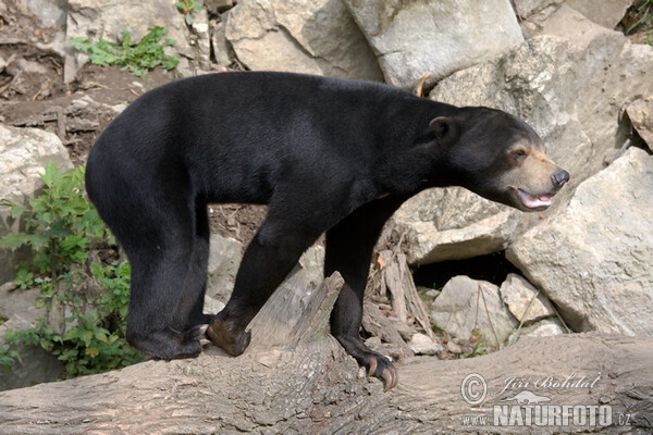 Sun Bear (Helarctos malayanus)