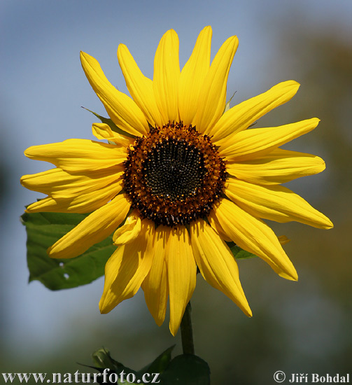 Sun-flower (Helianthus annuus)