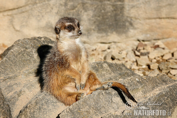 Suricate