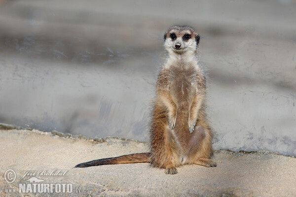 Suricate