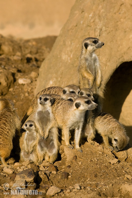 Suricate