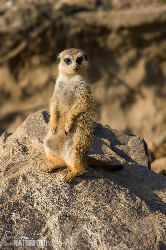 Suricate