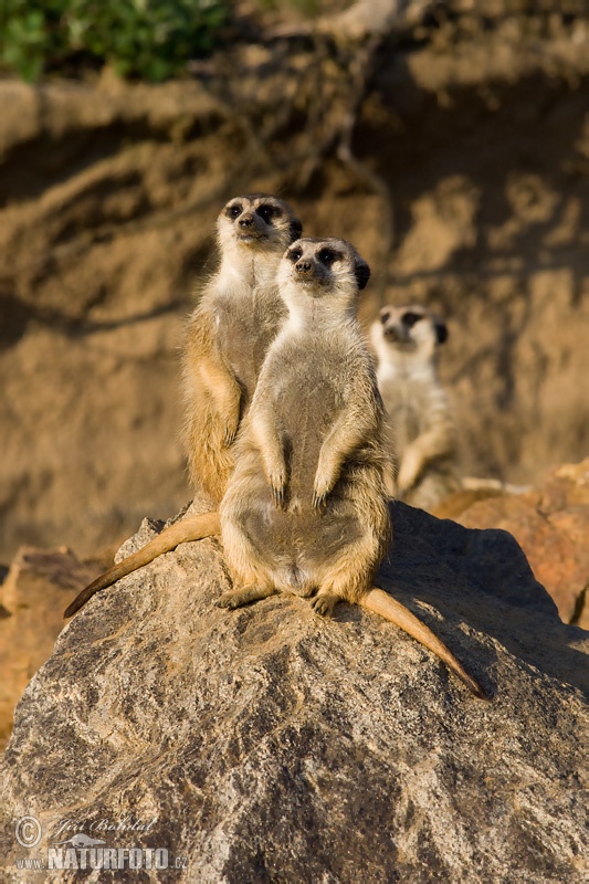 Suricate