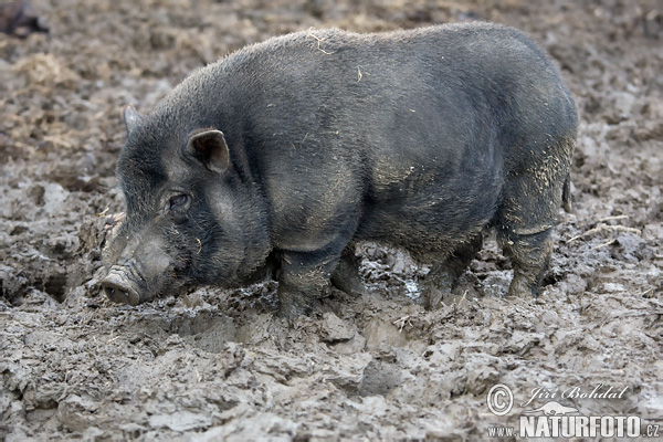 Sus scrofa f. domestica