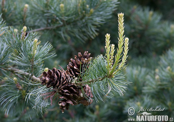 Swiss Pine (Pinus cembra)