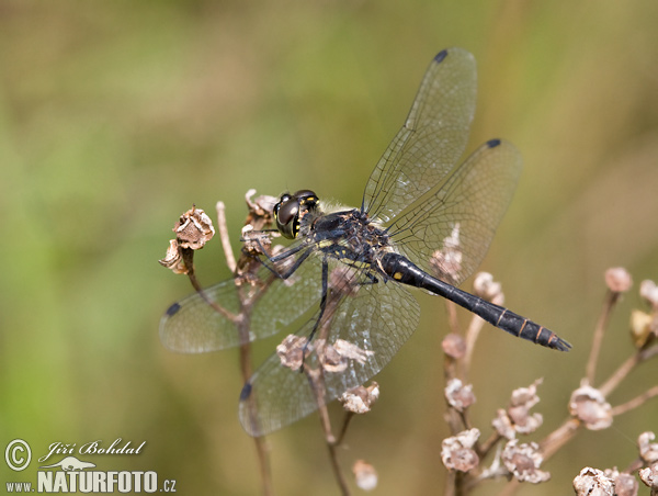 Sympetrum danae