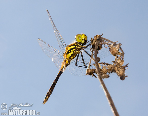 Sympetrum danae