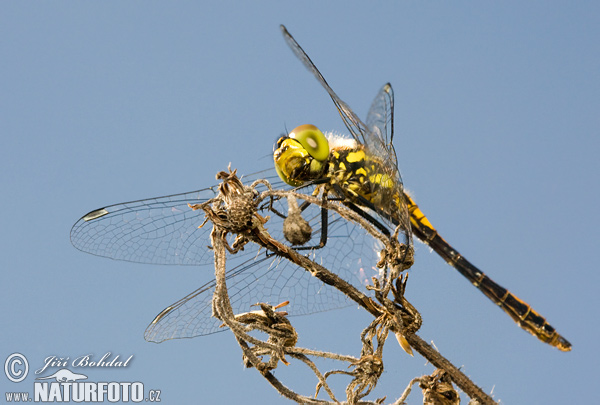 Sympetrum danae