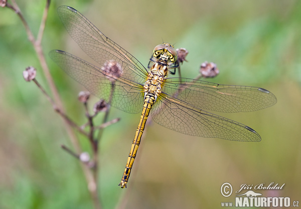 Sympetrum sanguineum