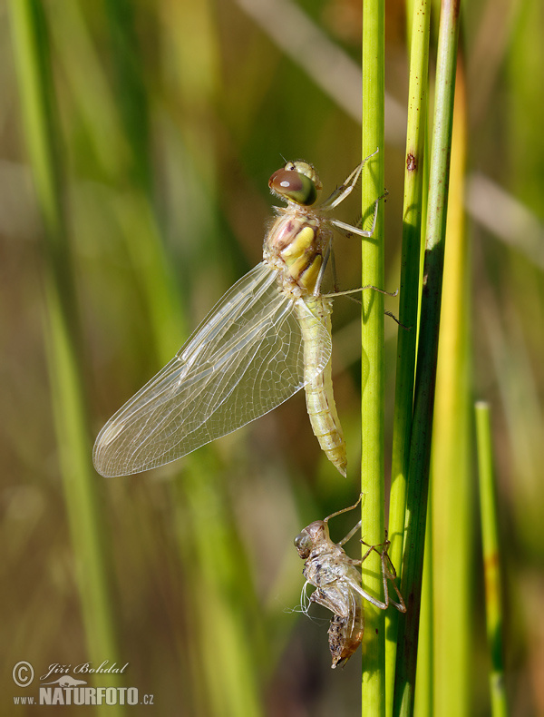 Sympetrum vulgatum