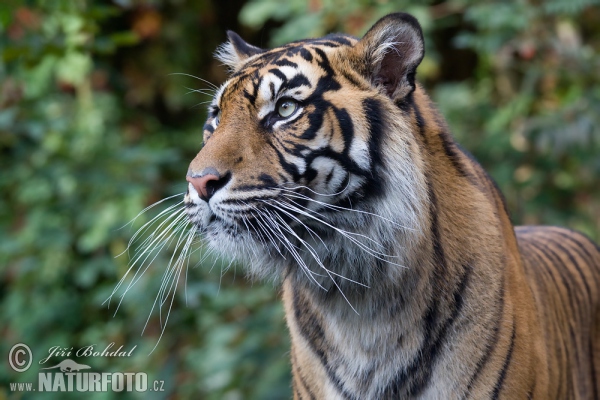 Szumátrai tigris