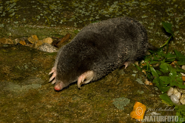 Talpa europaea