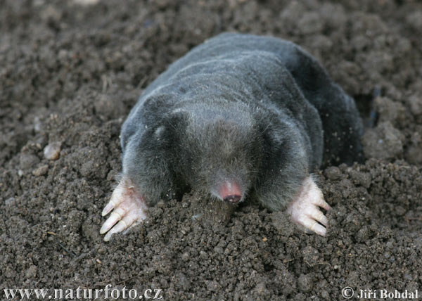 Talpa europaea