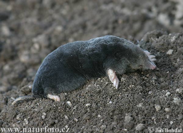 Talpa europaea