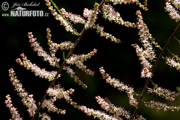 Tamarix parviflora