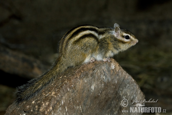 Tamias sibiricus