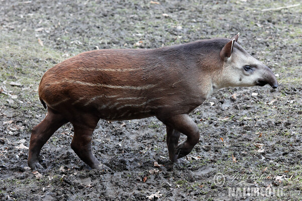 Tapir amazónico