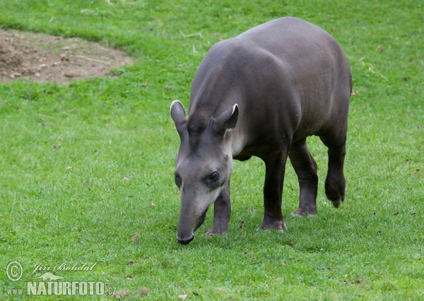 Tapir anta