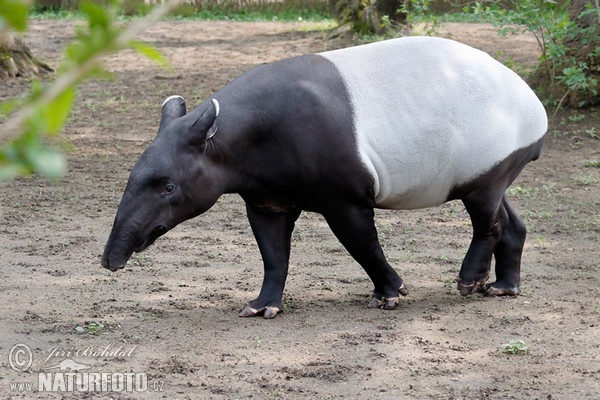 Tapirus indicus