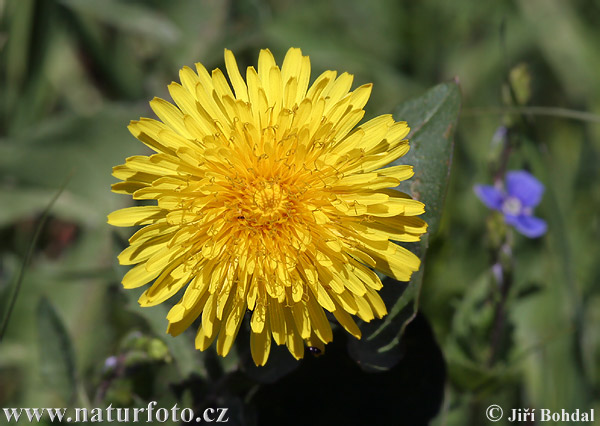 Taraxacum officinale