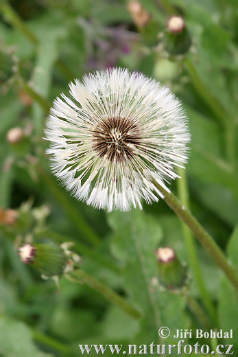 Taraxacum officinale