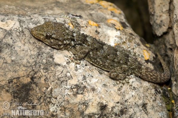 Tarentola mauritanica