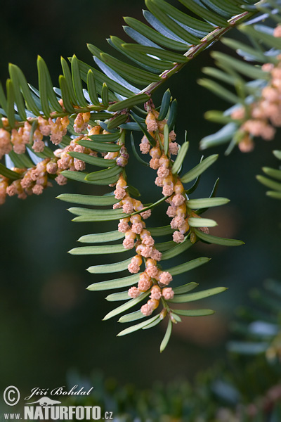 Taxus baccata