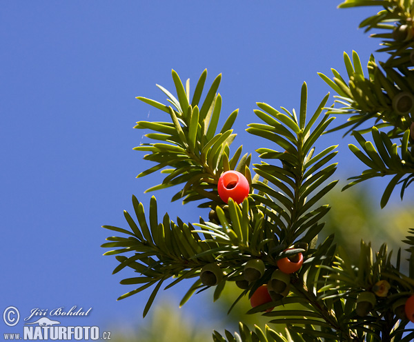 Taxus baccata