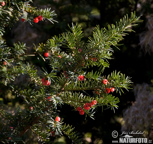 Taxus baccata