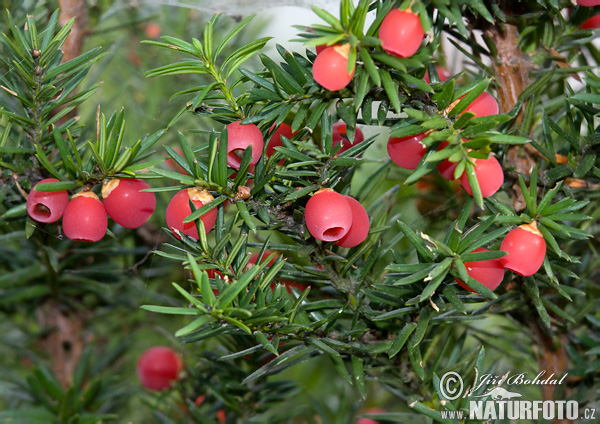 Taxus baccata