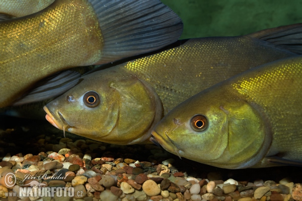 Tench (Tinca tinca)