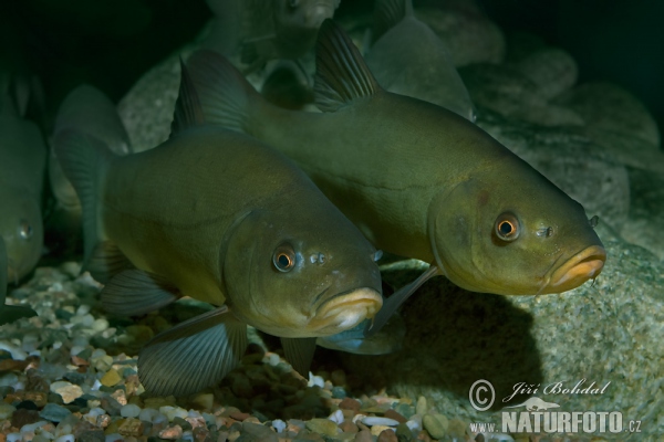 Tench (Tinca tinca)