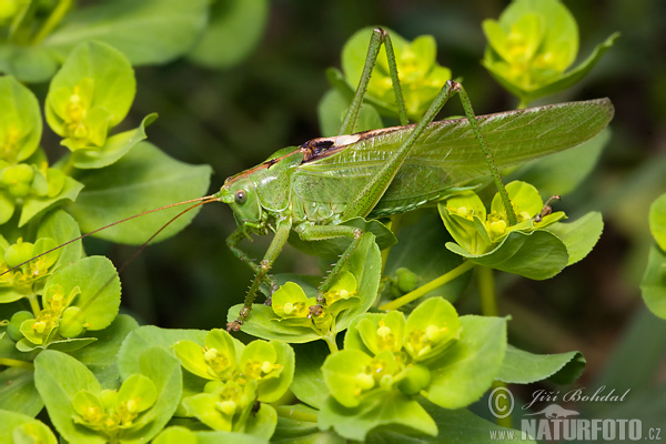 Tettigonia viridissima